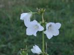 , campanules (jeunes plantes- vivaces) - soleil -, Ophalen of Verzenden, Zomer, Vaste plant, Volle zon