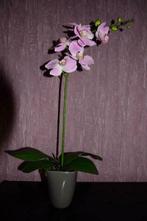 Nep orchidee roze, Enlèvement ou Envoi, Utilisé