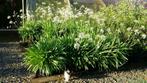 AGAPANTHUS   ALBUS   WITTE, Plein soleil, Enlèvement, Été, Plante fixe