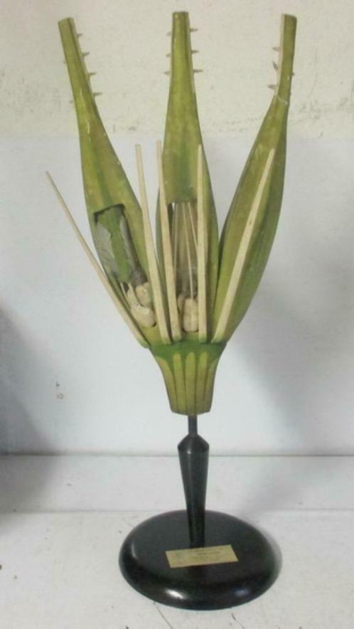 antiek botanisch model van rogge Osterloh 1ABK, Antiek en Kunst, Curiosa en Brocante, Verzenden