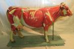 antiek anatomisch model van koe met organen uitschuifbaar 20, Antiek en Kunst, Ophalen
