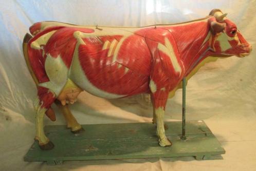 antiek anatomisch model van koe met organen uitschuifbaar 20, Antiek en Kunst, Curiosa en Brocante, Ophalen