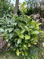 Laurierkers met kluit uit volle grond te koop., Tuin en Terras, Haag, Laurier, Ophalen, 100 tot 250 cm