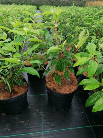 Laurier portugais (Prunus lusitanica & 'Angustifolia'), Plein soleil, Été, Plante fixe, Enlèvement ou Envoi