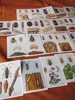 Vintage prenten 'Insekten van België', Fort produkten-Itegem, Ophalen of Verzenden, Zo goed als nieuw, 1940 tot 1960, Dier