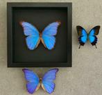 Zeldzame vlinder Morpho Didius XXL spanwijdte 17,2 cm genatu, Ophalen of Verzenden