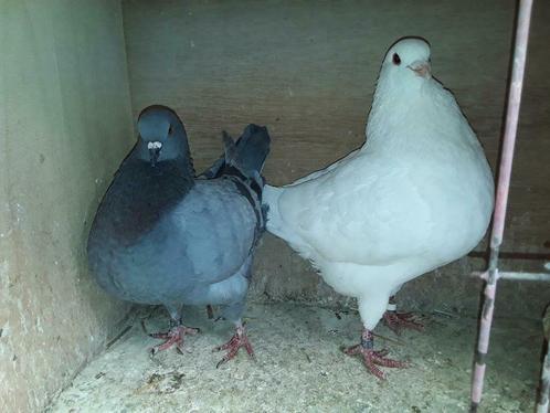 Pigeon texan, Animaux & Accessoires, Oiseaux | Pigeons, Autres espèces, Plusieurs animaux