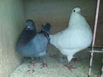 Pigeon texan, Plusieurs animaux, Autres espèces