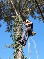 Élagage abattage, Services & Professionnels, Jardiniers & Paveurs