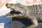 Crocodile,alligator,caïman en bronze signé sur socle en marb