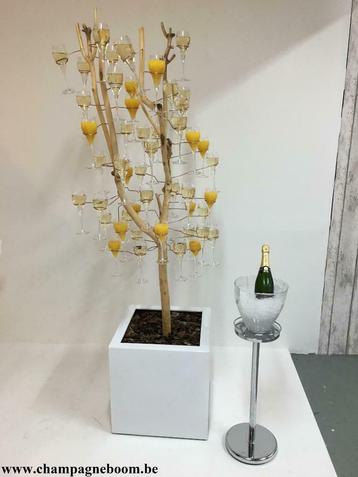 Champagneboom te huur. beschikbaar voor biedingen