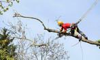 Snoeien en vellen van bomen Gratis offerte, Tuinonderhoud of Snoeiwerk