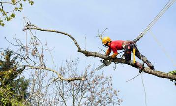 Professioneel Snoeien, vellen van bomen Gratis offerte stihl beschikbaar voor biedingen