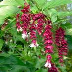 lLEYCESTERIA FORMOSA Ook wel bekend als de (Grootmoeders oor, Overige soorten, Vaste plant, Verzenden, Halfschaduw