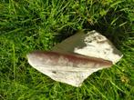 Belemnite sur son bloc de craie, Ophalen of Verzenden, Fossiel
