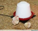Verwarmpal rubber drinkbak kippen & konijnen - Agrodieren, Nieuw, Ophalen of Verzenden