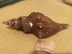 Hemifusus colosseus - Taiwan, Verzamelen, Mineralen en Fossielen, Ophalen of Verzenden, Schelp(en)