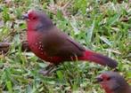 Amarante rouge foncé (firefinch rubricata), Domestique, Oiseau tropical, Plusieurs animaux