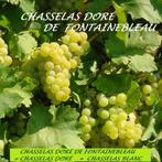 DRUIVENPLANTEN oa "Chasselas Doré de Fontainebleau", 1 meter, Tuin en Terras, Volle zon, Vaste plant, Ophalen of Verzenden, Fruitplanten