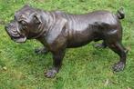 Grand bulldog,boule dogue anglais en bronze ., Antiquités & Art, Enlèvement ou Envoi