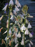 tuinplanten, Tuin en Terras, Planten | Tuinplanten, Ophalen