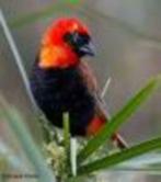 Grenadier wever - Hordeaceus, Meerdere dieren, Tropenvogel