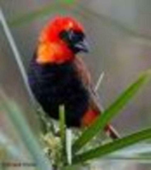 Grenadier wever - Hordeaceus, Dieren en Toebehoren, Vogels | Overige Vogels, Tropenvogel, Meerdere dieren