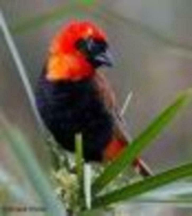 Grenadier wever - Hordeaceus, Dieren en Toebehoren, Vogels | Overige Vogels, Tropenvogel, Meerdere dieren