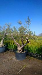 Zeer oude olijfboom (Olea Europea) met zware zijtakken