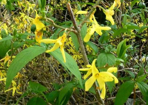 Forsythia - jeune arbuste de 30 cm - jolies fleurs dès mars, Jardin & Terrasse, Plantes | Arbustes & Haies, Arbuste, Autres espèces