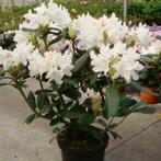 RODODENDRON   CUNNING WHITE  IN   4 LITERPOT, Tuin en Terras, Planten | Struiken en Hagen, Minder dan 100 cm, Ophalen of Verzenden