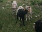 Scheren van schapen en alpaca’s, Animaux & Accessoires, Moutons, Chèvres & Cochons