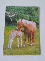 Postkaart - merrie met veulen, Verzamelen, Postkaarten | Dieren, Paard, Ophalen of Verzenden, 1980 tot heden