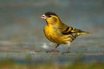 Nieuwe vogels, Meerdere dieren, Wildzangvogel, Geringd
