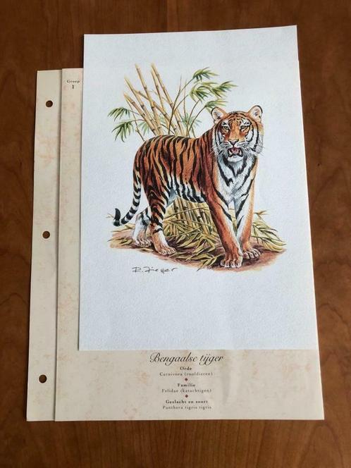 Kunstdruk Bengaalse tijger met wetenswaardigheden kaart, Antiek en Kunst, Kunst | Litho's en Zeefdrukken, Ophalen of Verzenden