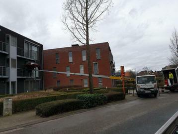 verhuizingen in antwerpenen centrum en omstreken ladderlift  beschikbaar voor biedingen
