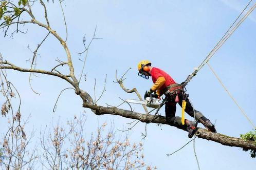 snoeien van bomen vellen van bomen Gratis offerte stihl, Jardin & Terrasse, Plantes | Arbres, Enlèvement