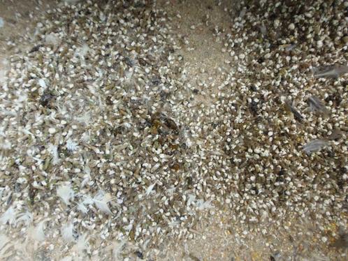 Guano : natuurlijke bio meststof, in zakken. Per 25 kg, Tuin en Terras, Aarde en Mest, Kunstmest, Ophalen
