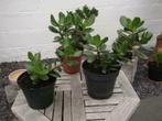 Kamerplant / Crassula Ovata, Minder dan 100 cm, Halfschaduw, Ophalen, Groene kamerplant
