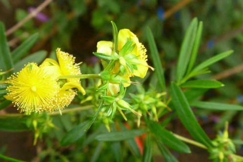 Hypericum kalmianum, Tuin en Terras, Planten | Struiken en Hagen, Ophalen