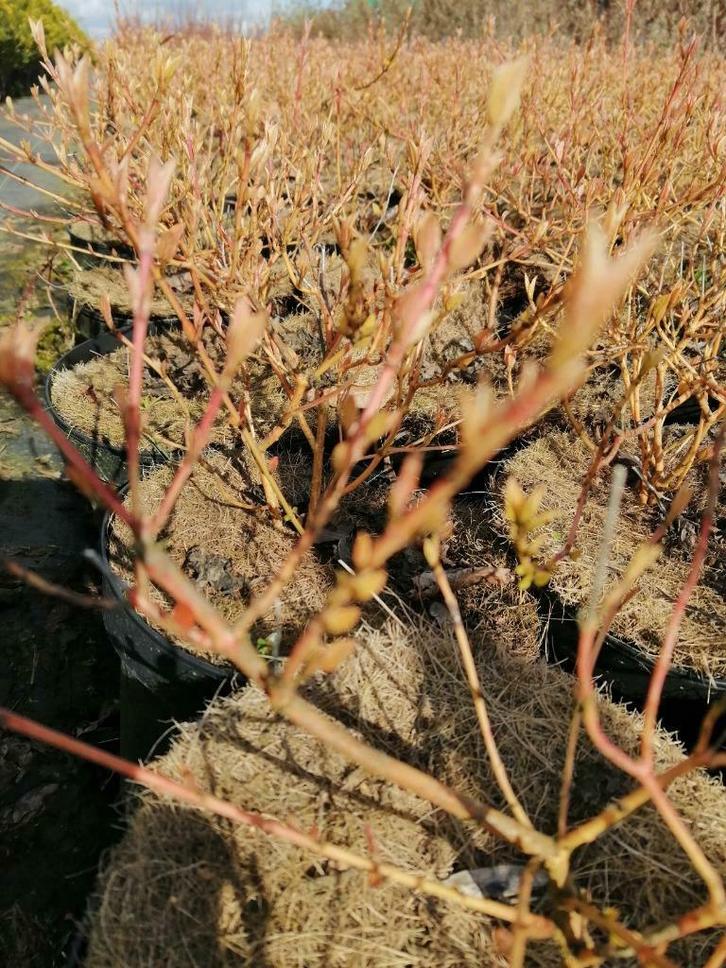 Oranje kornoelje of Cornus Midwinter fire bodembedekker, Tuin en Terras, Planten | Tuinplanten, Vaste plant, Bodembedekkers, Halfschaduw