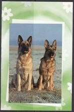 3666 Honden, Collections, Cartes postales | Animaux, Chien ou Chat, Envoi