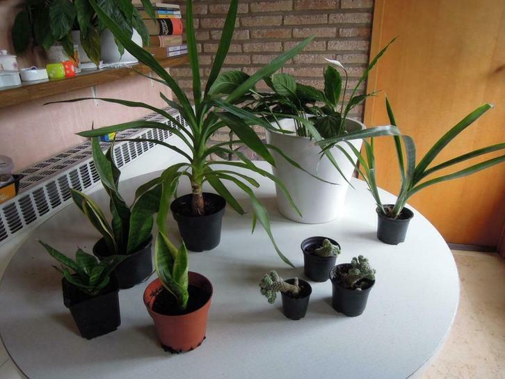 Kamerplanten cactus Yukka vrouwentong bromelia lepelplant, Huis en Inrichting, Kamerplanten, Cactus, Ophalen of Verzenden