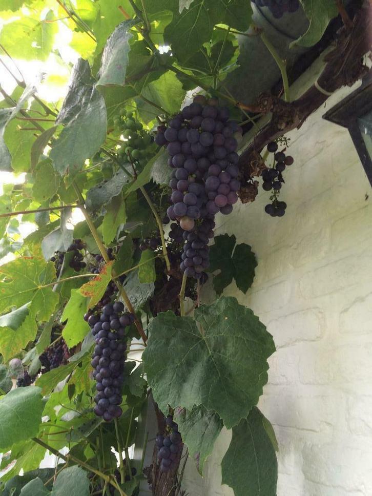 Druivelaars "Boskoop Glory", Tuin en Terras, Planten | Tuinplanten, Vaste plant, Fruitplanten, Volle zon, Bloeit niet, Ophalen