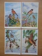 4 postcards winnipeg austen birds 5660 à 5663 – oiseaux, Collections, Enlèvement ou Envoi