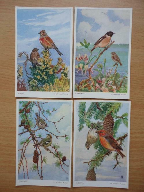 4 postcards winnipeg austen birds 5660 à 5663 – oiseaux, Collections, Cartes postales | Thème, Enlèvement ou Envoi