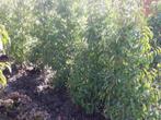 prunus lusitanica  angustifolia, Ophalen, Zomer, Vaste plant, Volle zon