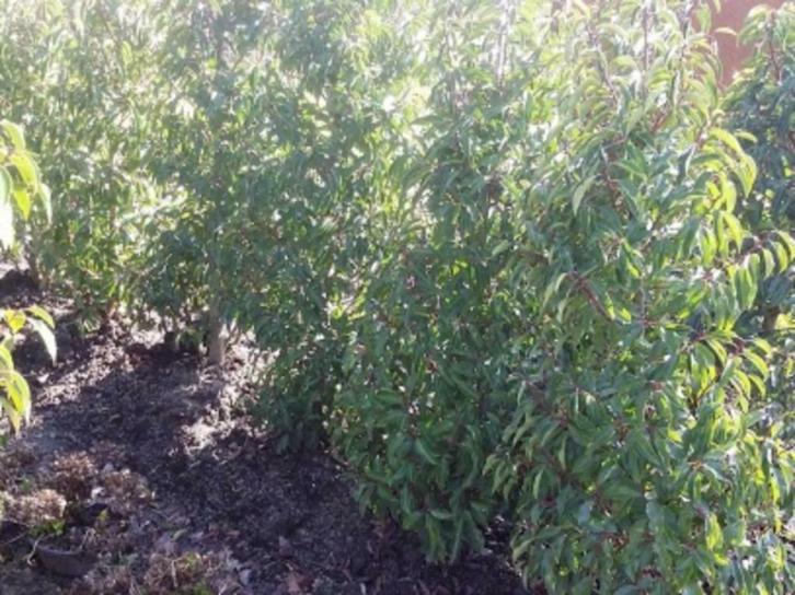 prunus lusitanica  angustifolia, Tuin en Terras, Planten | Tuinplanten, Vaste plant, Volle zon, Zomer, Ophalen