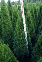 Groenblijvende hagen te Riemst, Tuin en Terras, Planten | Bomen, Ophalen, 100 tot 250 cm
