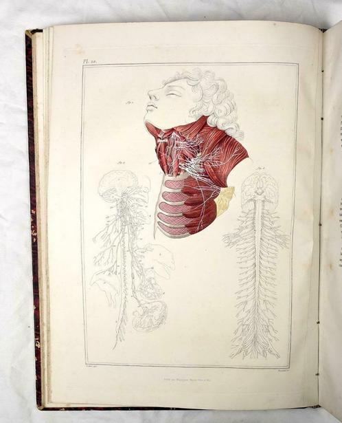 [Anatomie Atlas] Bayle 1839 Atlas Elementaire d’Anatomie, Antiquités & Art, Antiquités | Livres & Manuscrits, Enlèvement ou Envoi